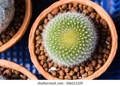 Parodia haselbergii images stock photos d objects vectors