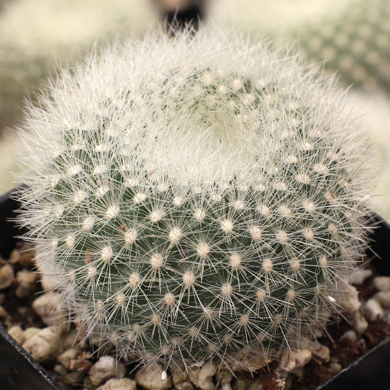 Parodia haselbergii mountain crest gardensâ