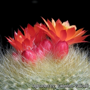 Parodia haselbergii