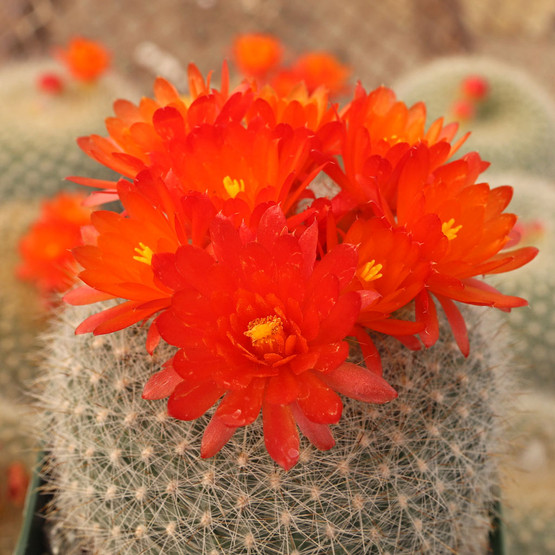 Parodia haselbergii mountain crest gardensâ
