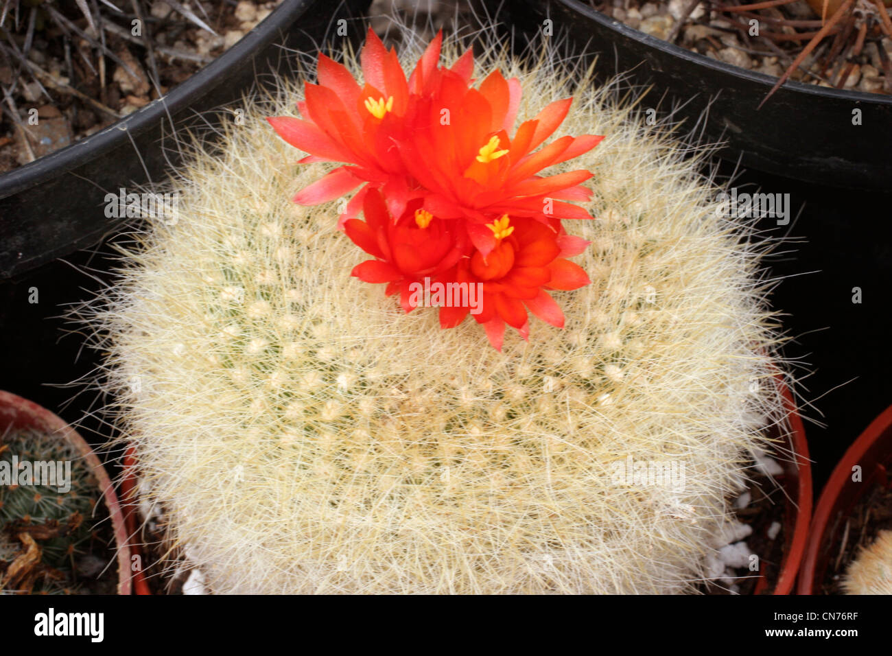 Notocactus hi