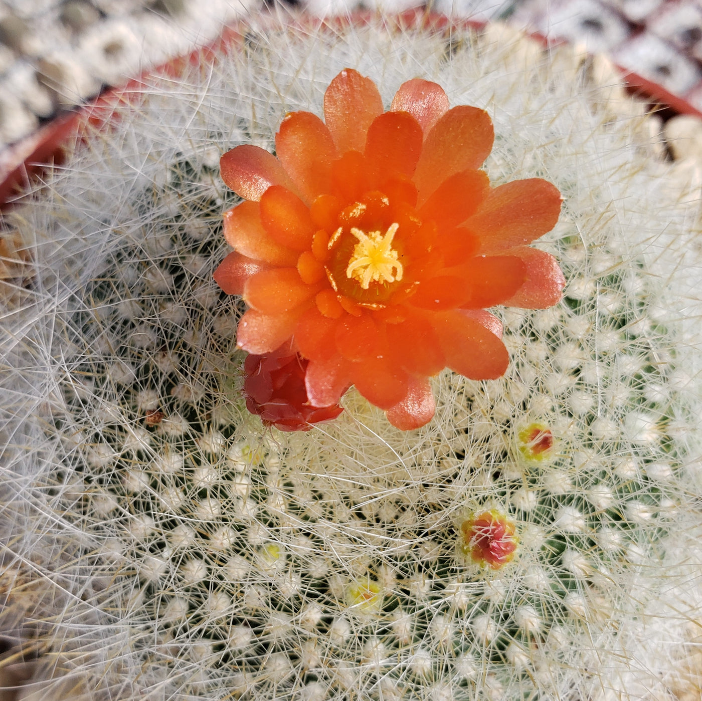 Scarlet ball cactus parodia haselbergii info