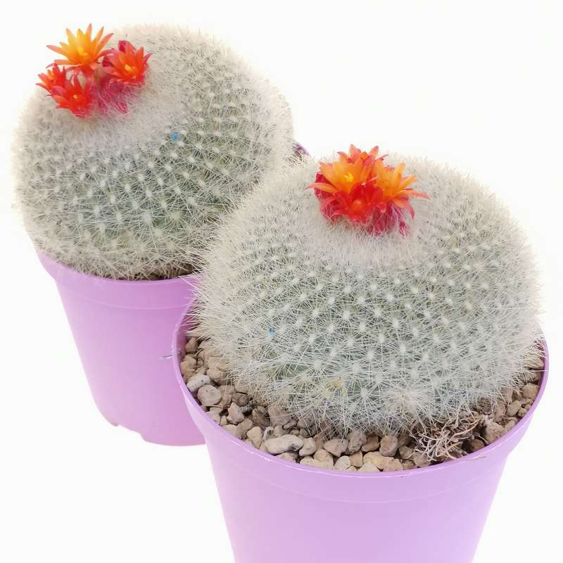 Notocactus haselbergii cm cactaceae