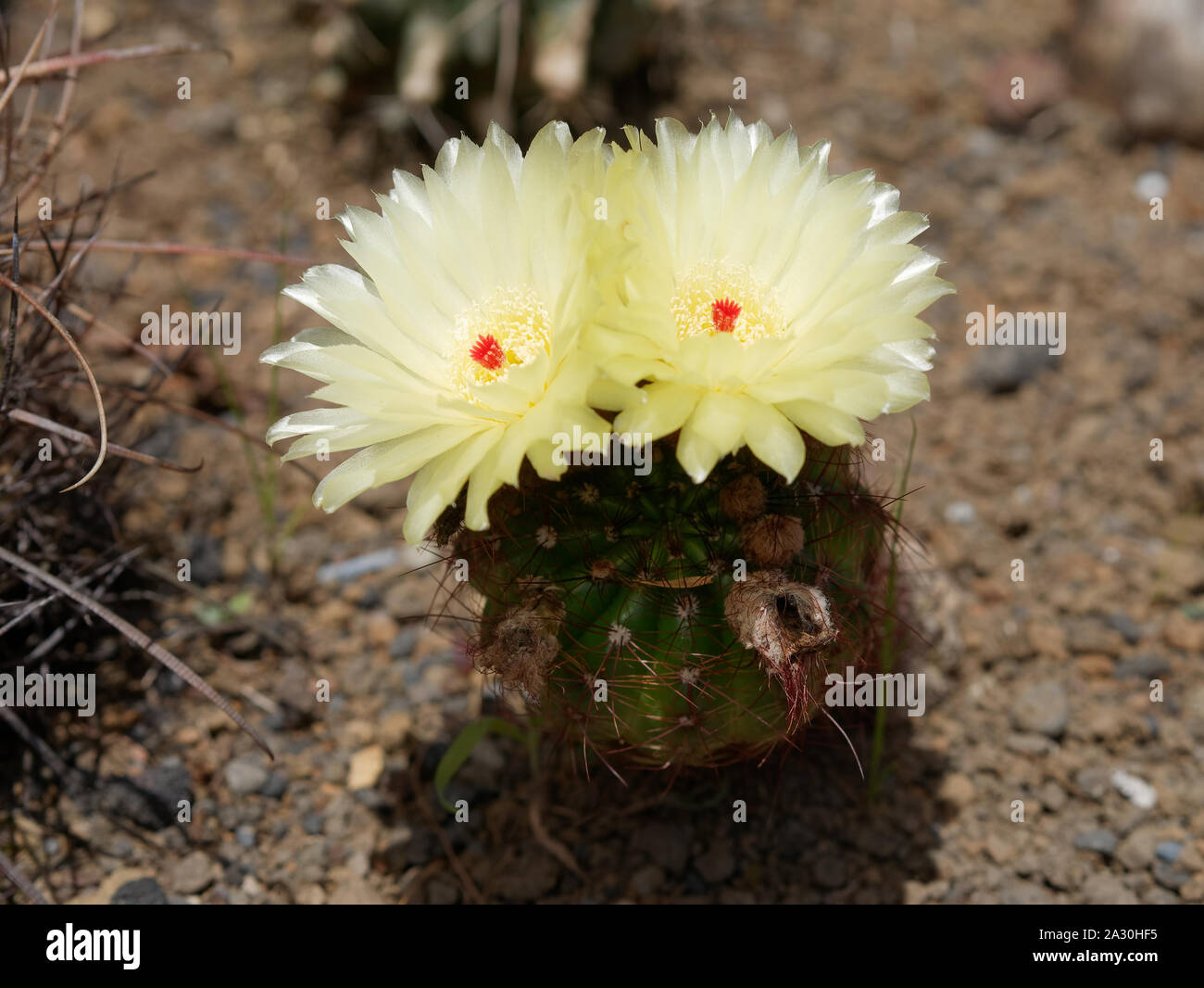 Parodia cactus hi