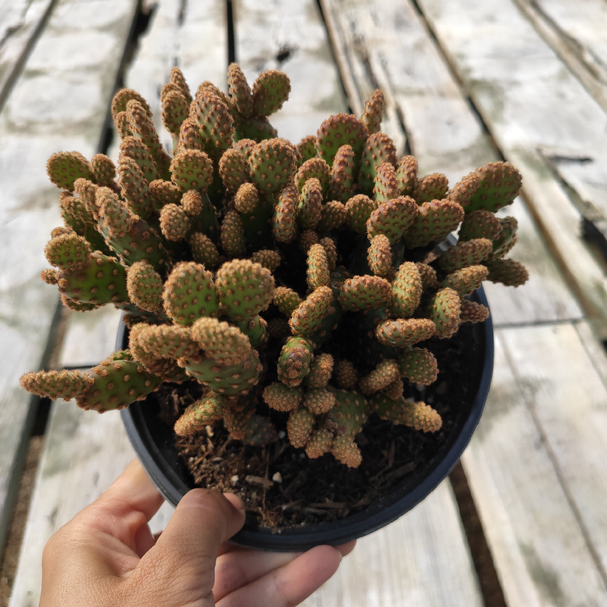Parodia haselbergii scarlet ball cactus