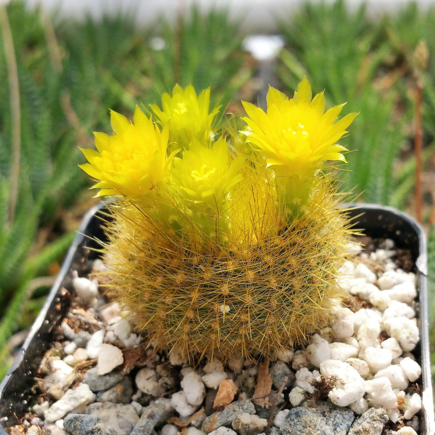 Notocactus graessneri flaviflorus â planet desert
