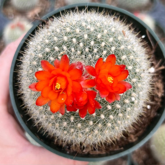 Parodia haselbergii scarlet ball cactus