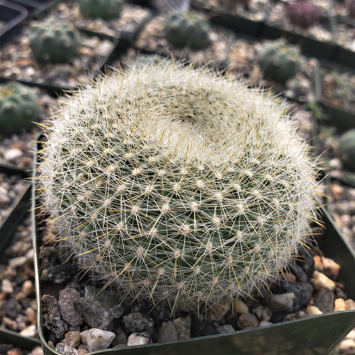 Scarlet ball cactus parodia haselbergii info