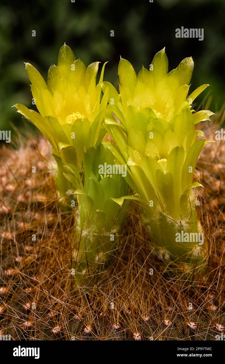 Cactaceae parodia hi