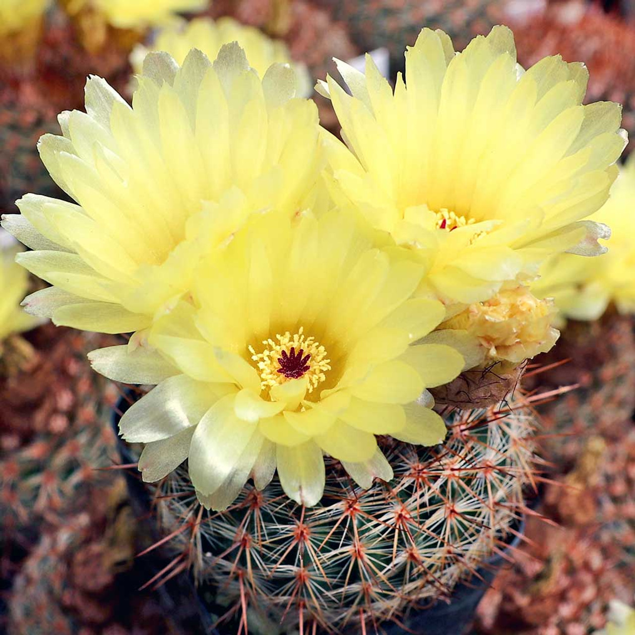 Parodia erubescens mountain crest gardensâ