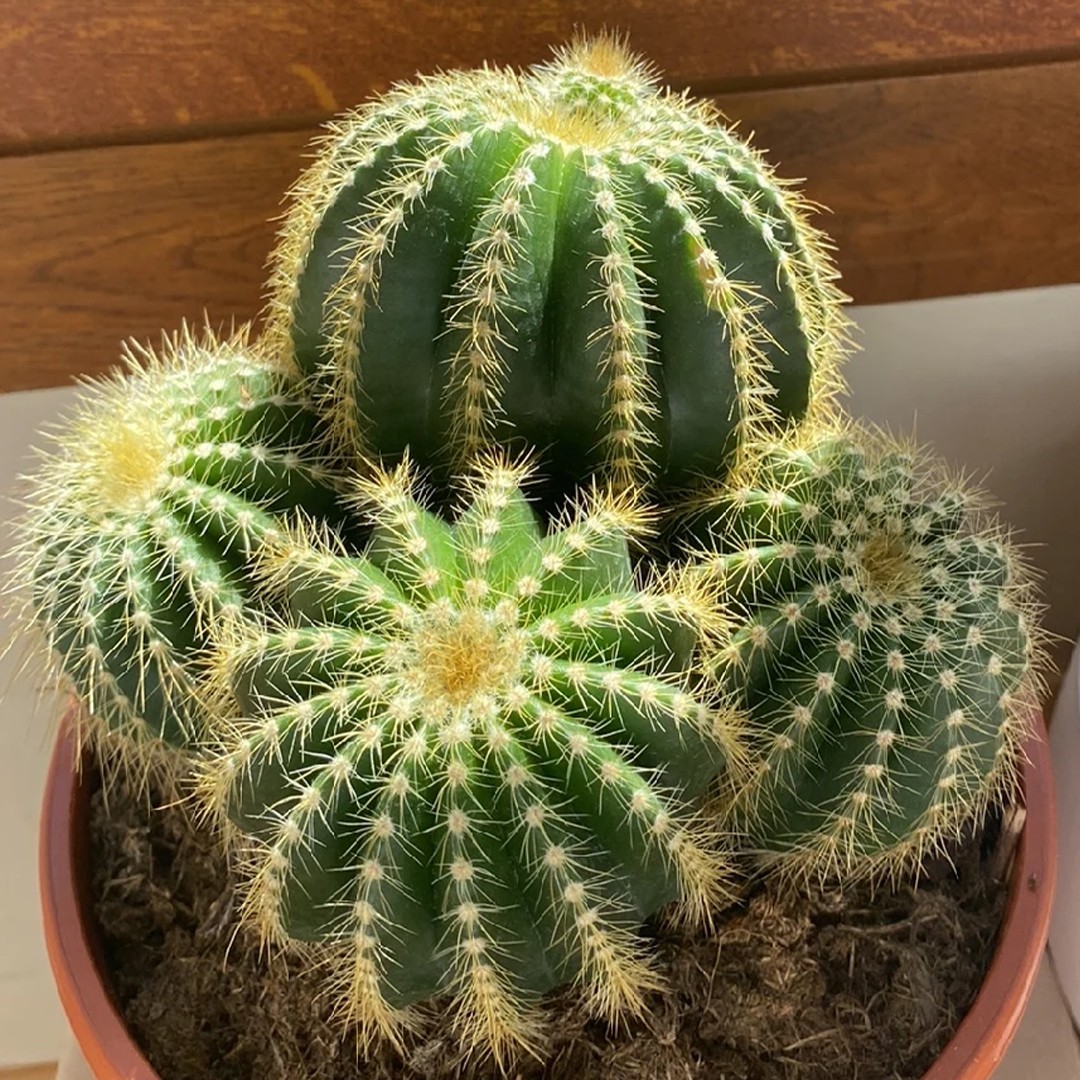 Parodia flower leaf care uses