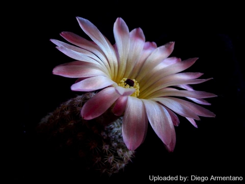 Parodia rutilans