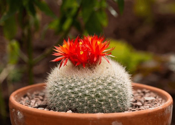 Thousand cactus parodia royalty
