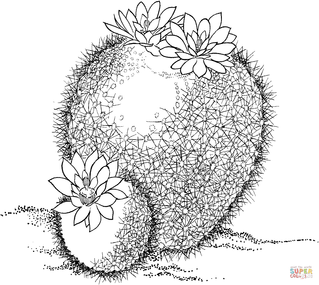 Parodia haselbergii or scarlet ball cactus coloring page free printable coloring pages