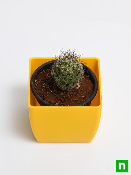 Buy notocactus rutilans
