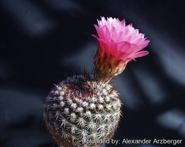 Parodia rutilans