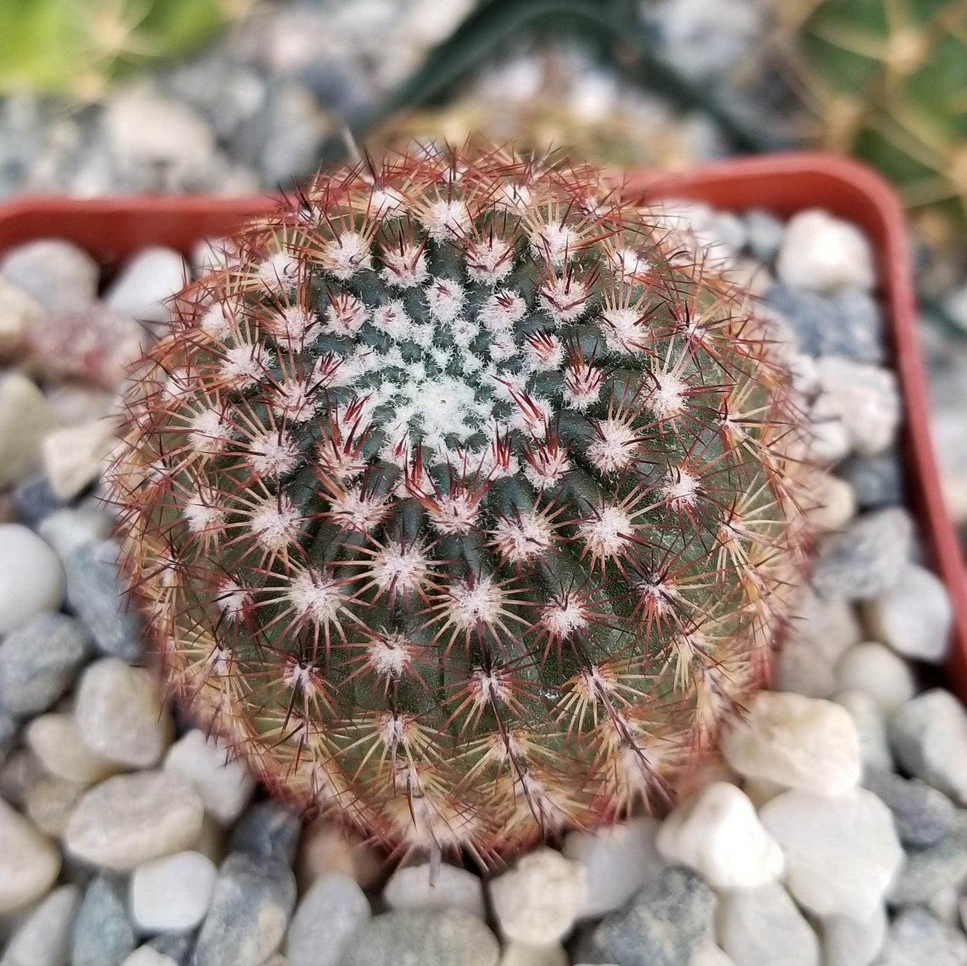 Notocactus rutilans â planet desert