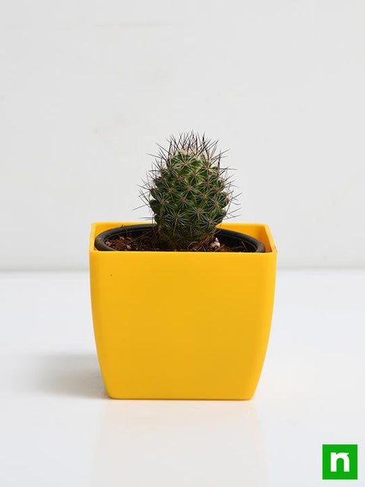 Buy notocactus rutilans