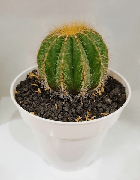 Thousand cactus parodia royalty