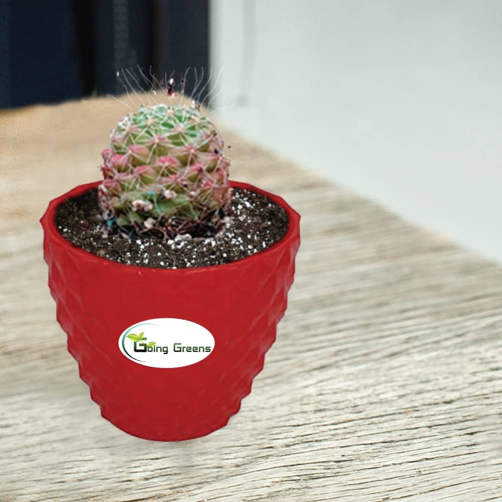 Gog greens notocactus rutilanspk ball cactus with red fiber pot garden outdoors