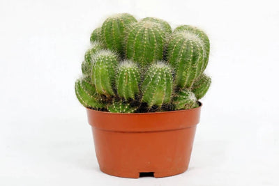 Cactus succulents plant page