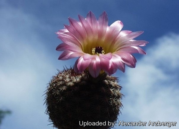 Parodia rutilans