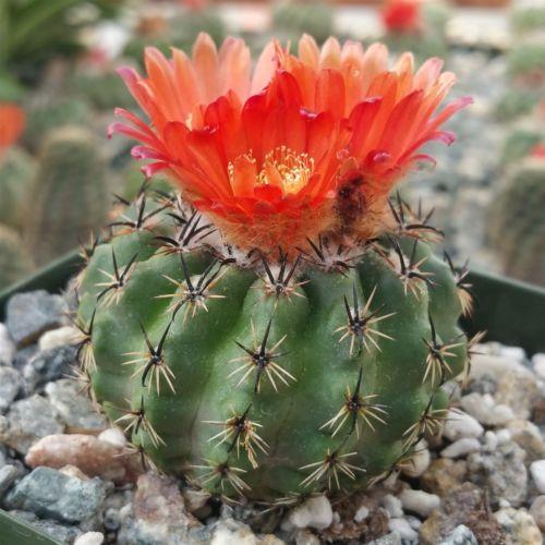 Parodia oculta â planet desert