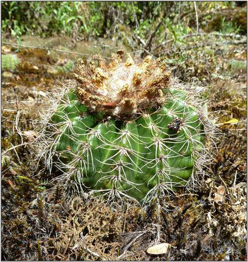 A synopsis of the genus parodia spegazzini sl cactaceae