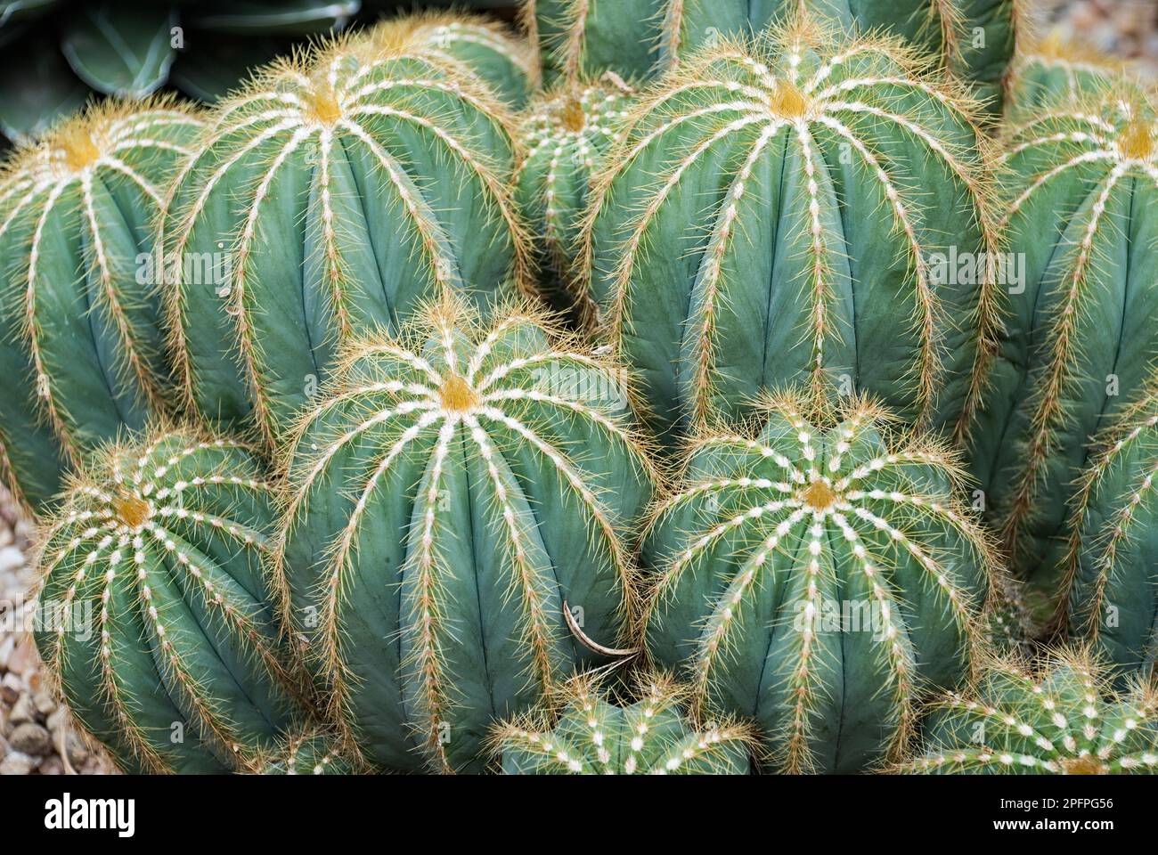 Cactaceae notocactus hi