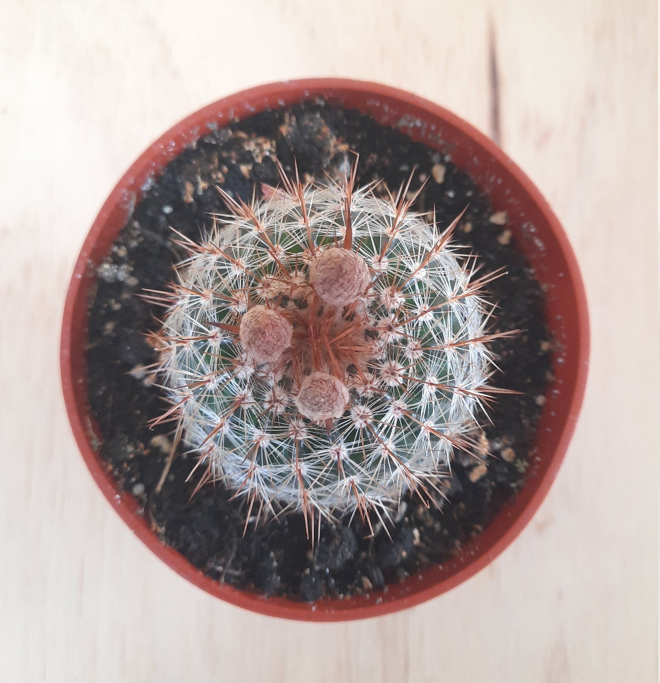 Parodia rutilans inch notocactus collection cactus in bloom live cactus plant