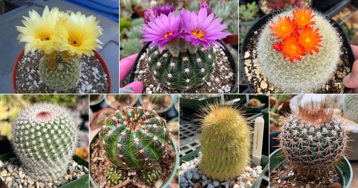 Notocati or parodia varieties that are easy to grow