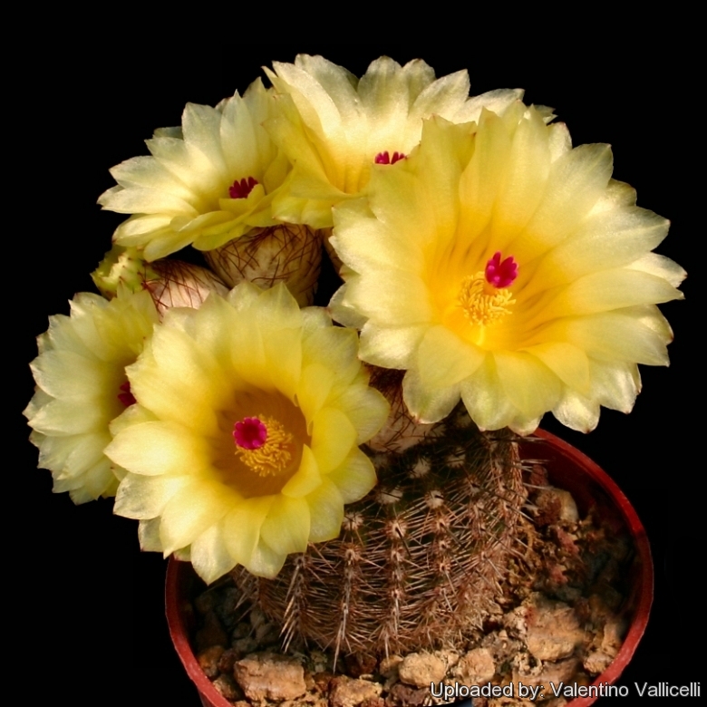 Parodia mammulosa subs eugeniae