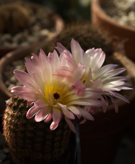 The blackthorn orphans blog
