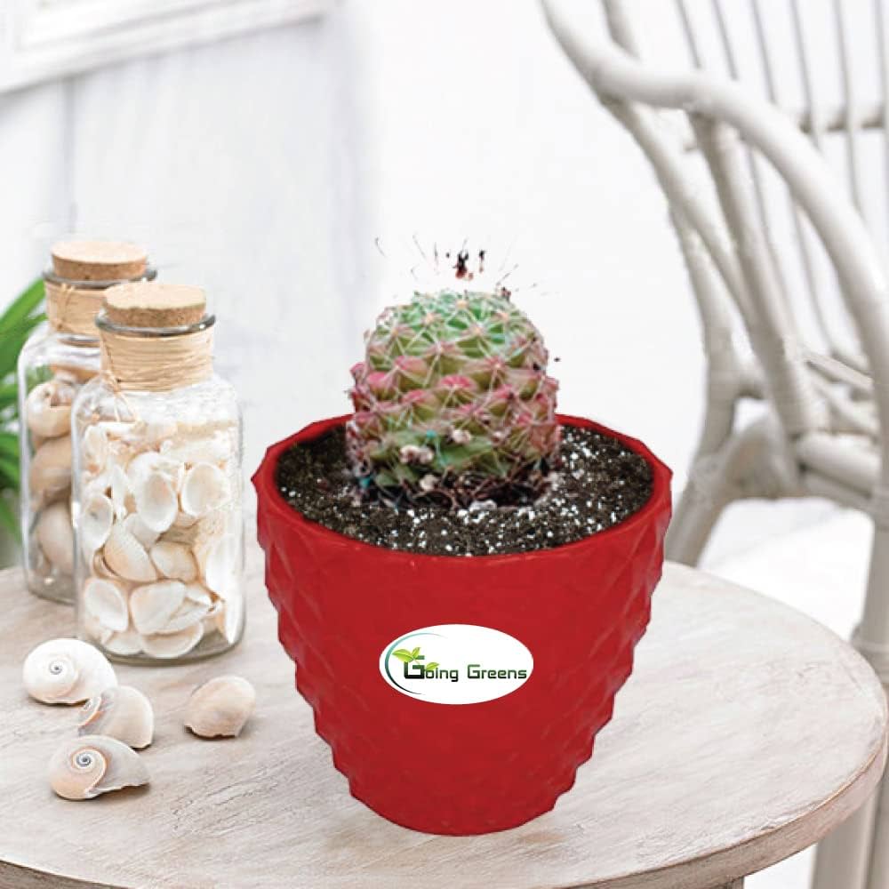 Gog greens notocactus rutilanspk ball cactus with red fiber pot garden outdoors