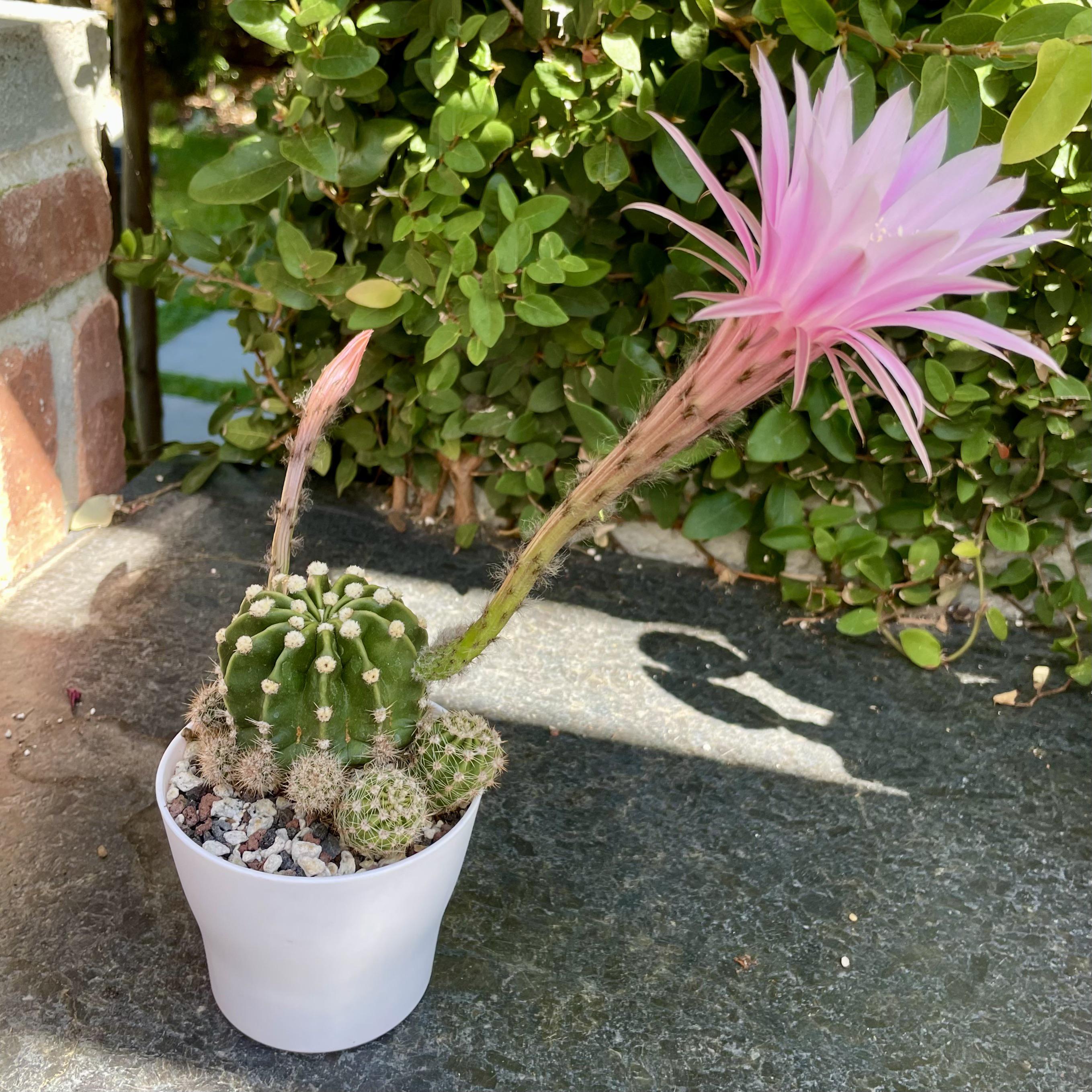Some of my cacti and succulents that have flowered recently rsucculents