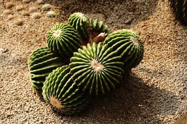 Thousand cactus parodia royalty