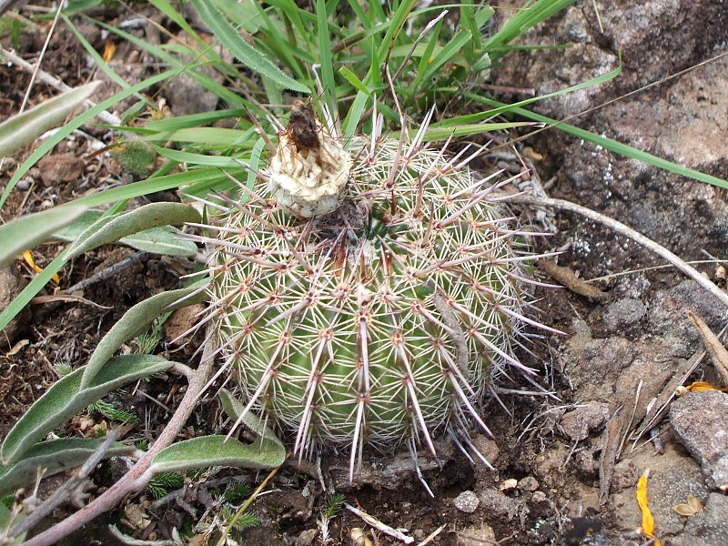 Parodia mueller
