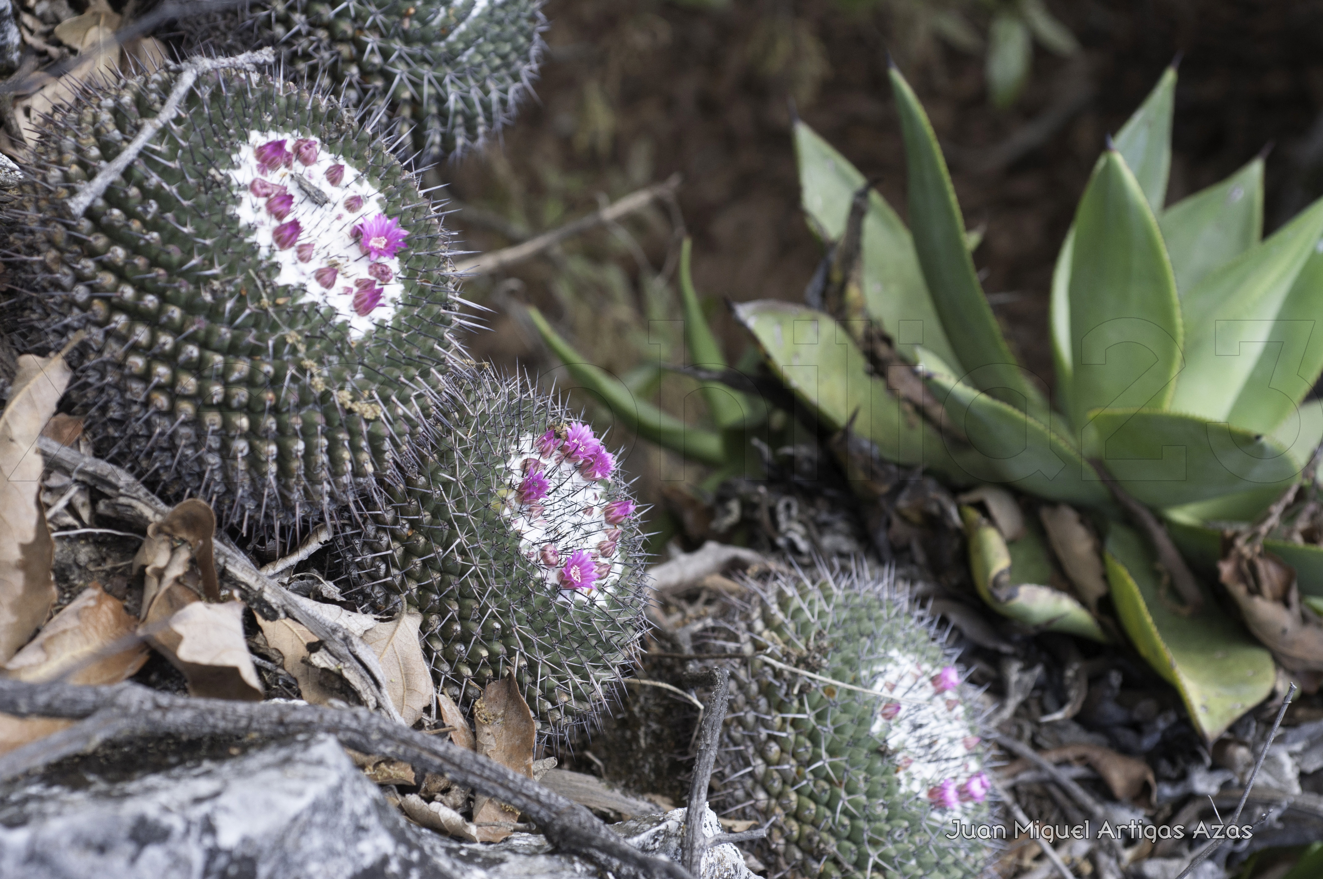 The passion for cacti and other succulents