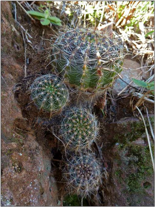 A synopsis of the genus parodia spegazzini sl cactaceae