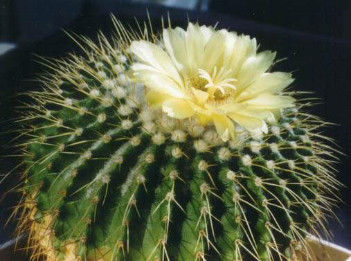 Cultivar issue