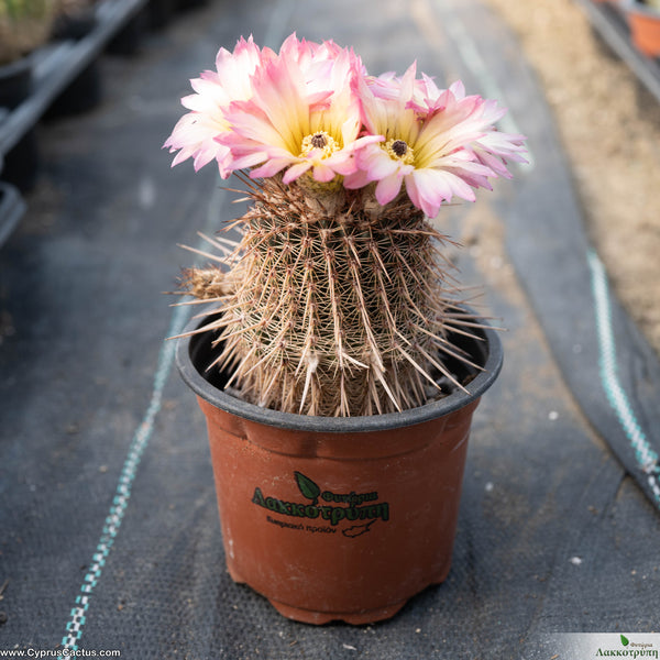 Parodia rutilans â cyprus cactus