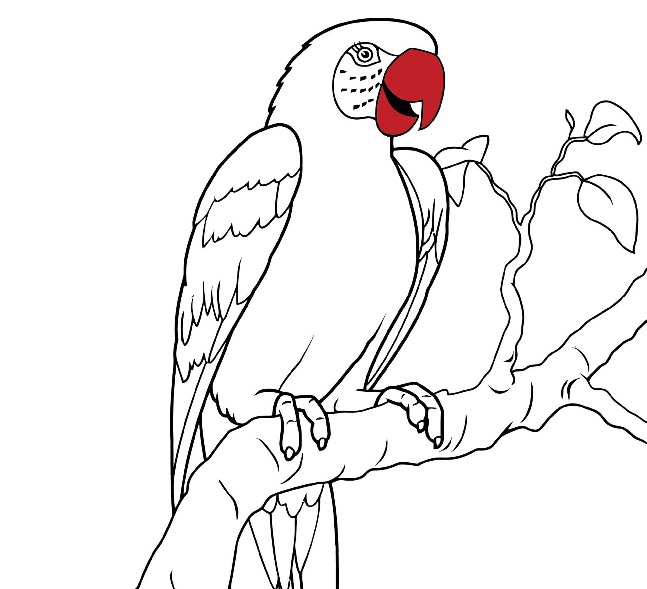 Parrot coloring page printable parrot bird coloring page for kids adults