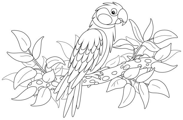 Parrot coloring stock photos pictures royalty