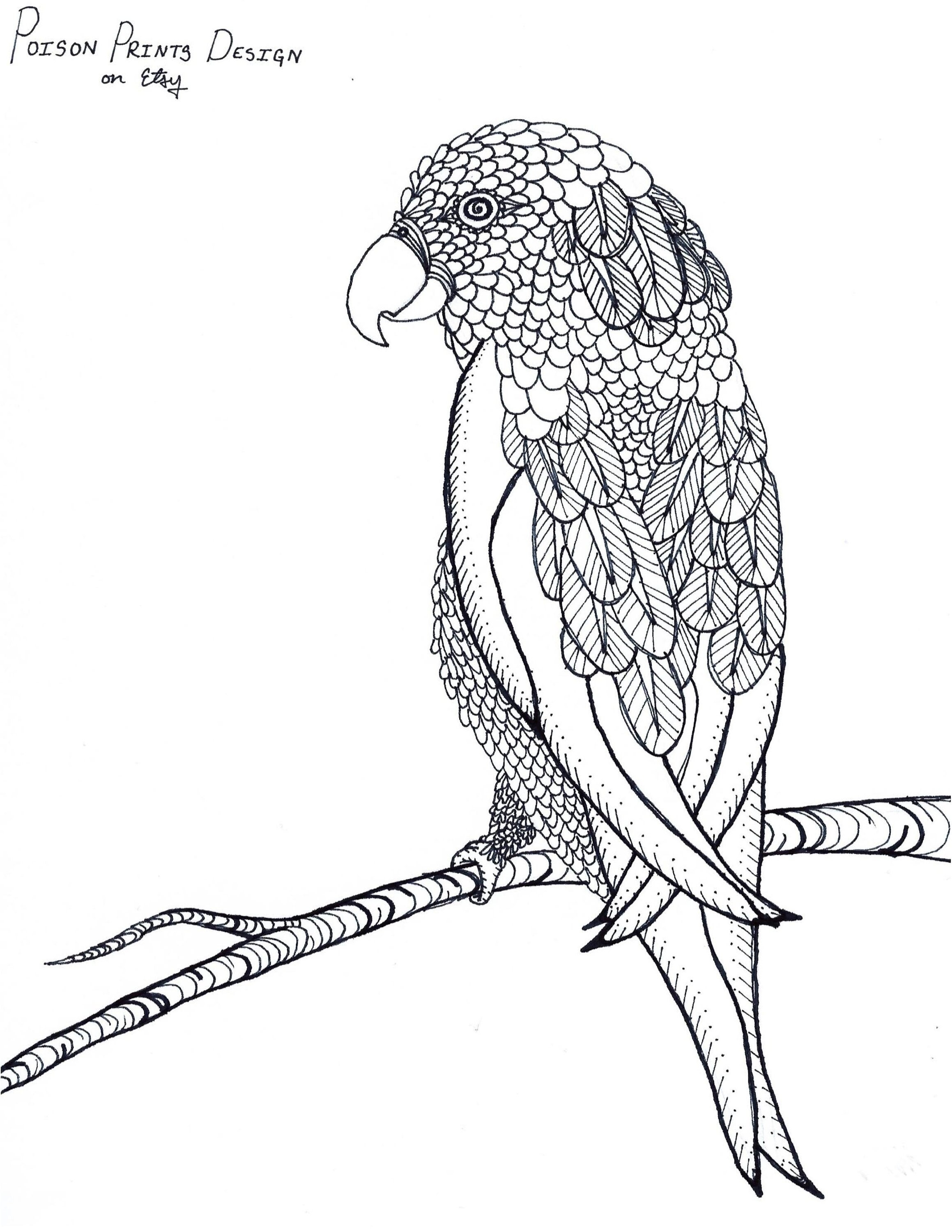 Parrot coloring page instant download