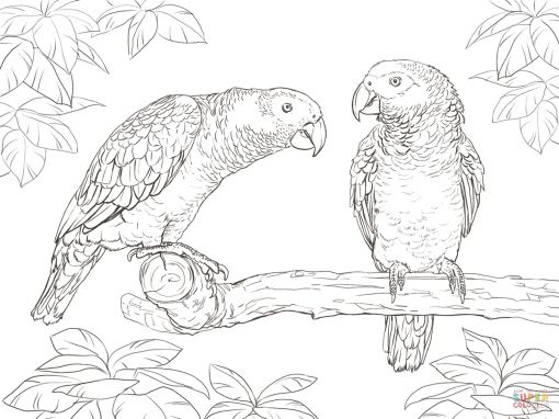 Coloringrocks african grey parrot bird coloring pages animal coloring pages