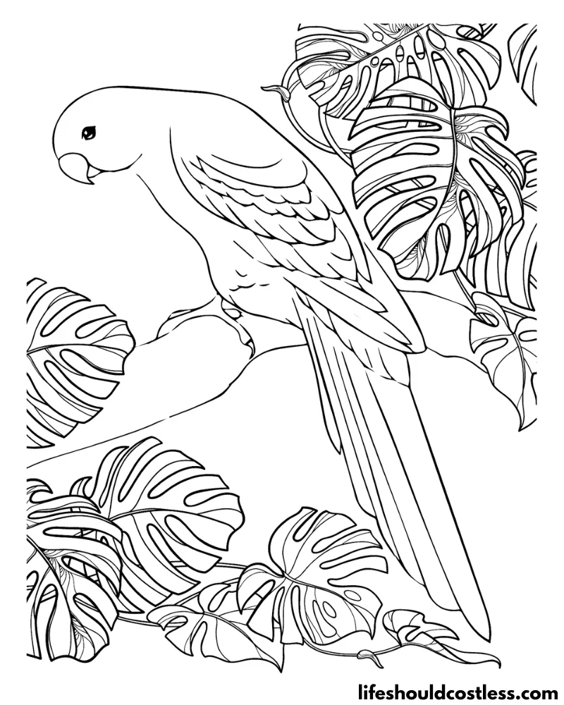 Parrot coloring pages free printable pdf templates