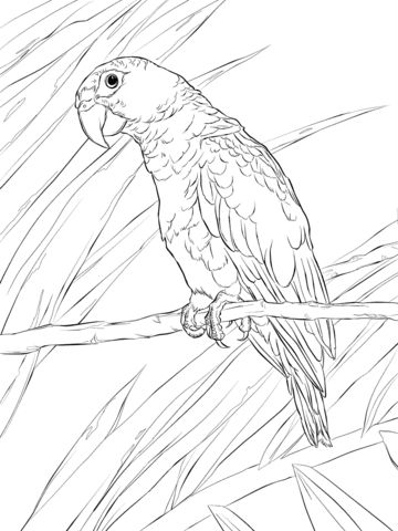 Puerto rican parrot coloring page from parrots category select from printable crafts of carâ animal coloring pages coloring pages detailed coloring pages
