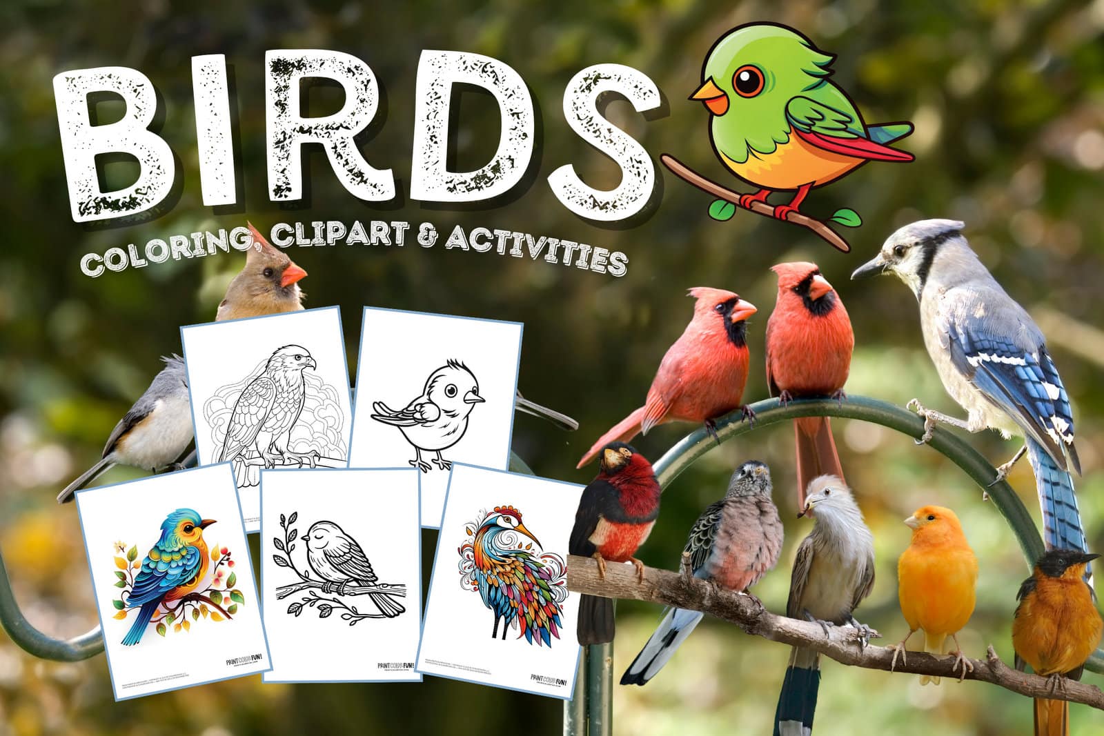 Bird clipart coloring pages creative crafts activities for young birdwatchers at