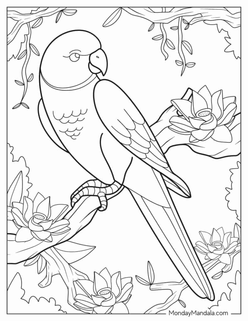 Parrot coloring pages free pdf printables