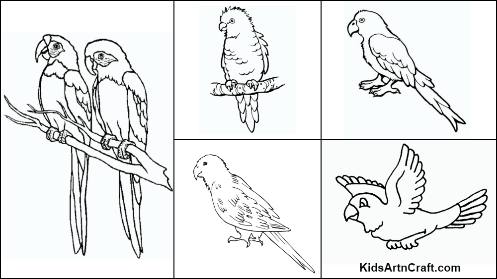 Parrot coloring pages for kids â free printables